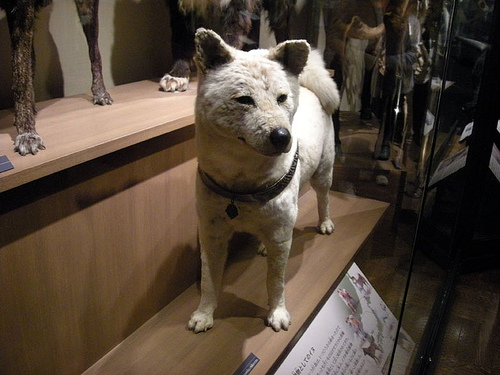 Hachiko en el museo de Shibuya
