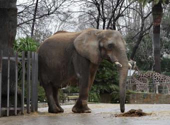 Susi, la elefanta que no quería vivir sola...